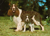 Eng. Springer Spaniel