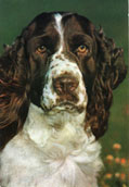 Eng. Springer Spaniel