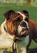 Engelsk Bulldog