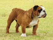 Engelsk Bulldog