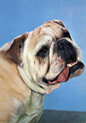 Engelsk Bulldog