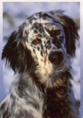 Engelsk Setter