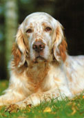 Engelsk Setter