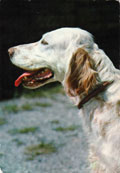 Engelsk Setter