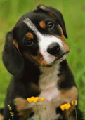 Entlebucher Sennen