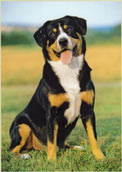 Entlebucher Sennen