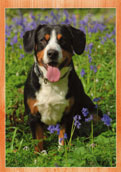Entlebucher Sennen