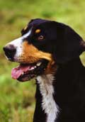Entlebucher Sennen