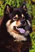 Eurasier