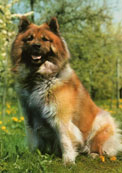 Eurasier