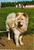 Eurasier