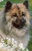 Eurasier