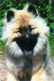Eurasier