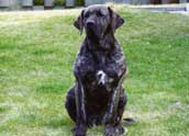 Fila Brasileiro