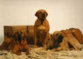 Fila Brasileiro