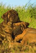 Fila Brasileiro