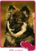 Finsk Lapphund