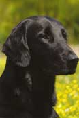 Flatcoated Retriever