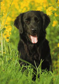 Flatcoated Retriever
