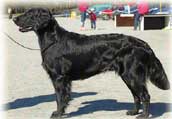 Flatcoated Retriever