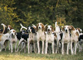 Foxhound