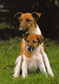 Foxterrier (sl&auml;th&aring;rig)