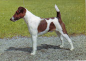 Foxterrier (sl&auml;th&aring;rig)