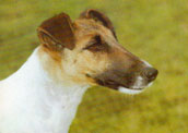 Foxterrier (sl&auml;th&aring;rig)