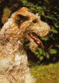 Foxterrier (str&auml;vh&aring;rig)