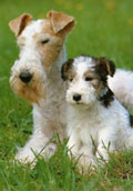 Foxterrier (str&auml;vh&aring;rig)