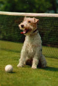 Foxterrier (str&auml;vh&aring;rig)