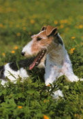 Foxterrier (str&auml;vh&aring;rig)