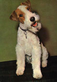 Foxterrier (str&auml;vh&aring;rig)