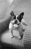 Fransk Bulldog