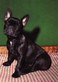 Fransk Bulldog