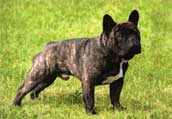 Fransk Bulldog