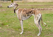 Galgo Espanol