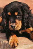 Gordonsetter