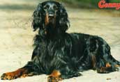 Gordonsetter