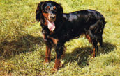 Gordonsetter