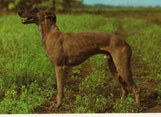 Greyhound