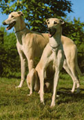 Greyhound