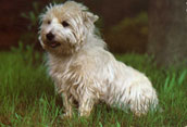 Irish Glen Of Imaal Terrier