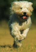 Irish Softcoated Wheaten Terrier