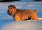 Irish Softcoated Wheaten Terrier