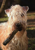 Irish Softcoated Wheaten Terrier