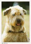 Irish Softcoated Wheaten Terrier