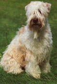 Irish Softcoated Wheaten Terrier