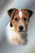 Jack Russell (str&auml;vh&aring;rig)