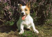 Jack Russell (str&auml;vh&aring;rig)
